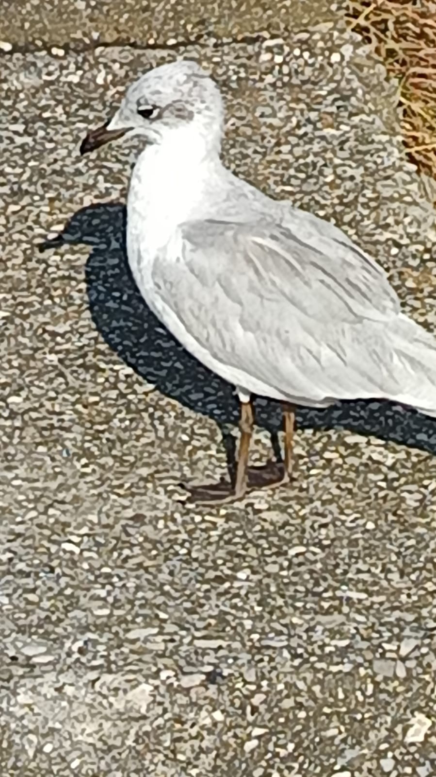 Local wildlife near Casa Carolina